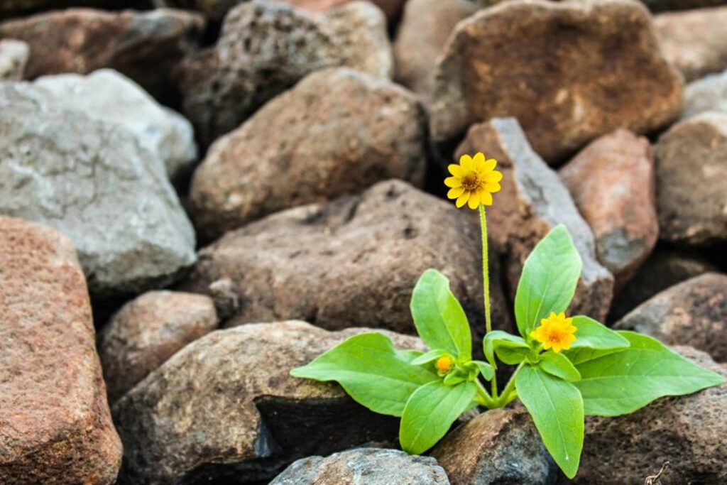 What Are the Best Plants to Eat in a Survival Situation? What Are the Best Plants to Eat in a Survival Situation?