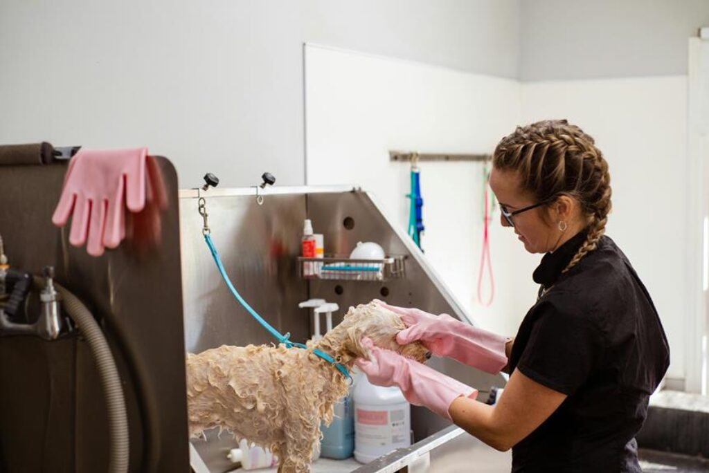 How Can You Choose the Best Shampoo for Your Dog’s Coat Type? How Can You Choose the Best Shampoo for Your Dog’s Coat Type?